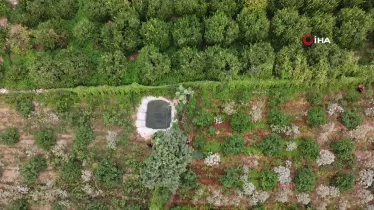 Son dakika haberi | Kısmeti bahçesine geldi... Şimdi tane tane satıp para kazanıyor