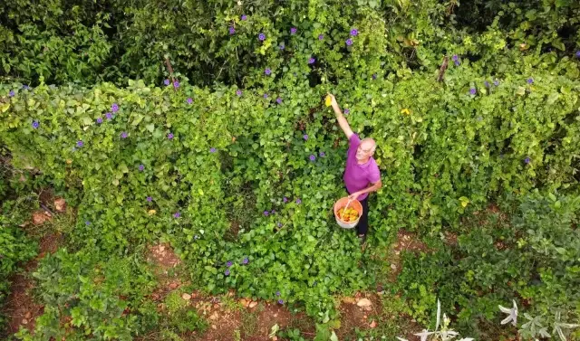 Para kazanamayınca serasını kapatan çiftçinin bahçesine, kısmet kendiliğinden geldi