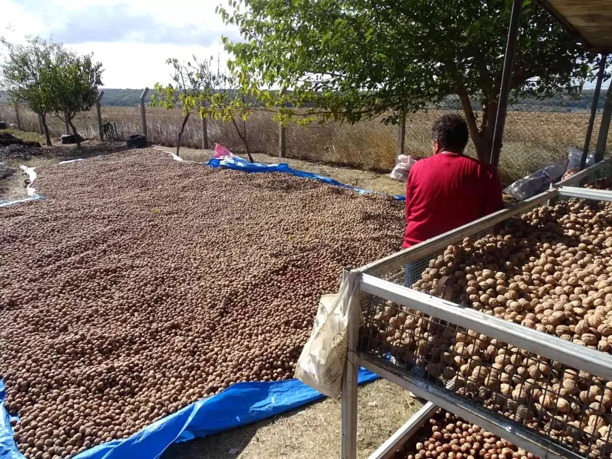 Tekirdağ haberi: Tekirdağ\'da ceviz hasadı