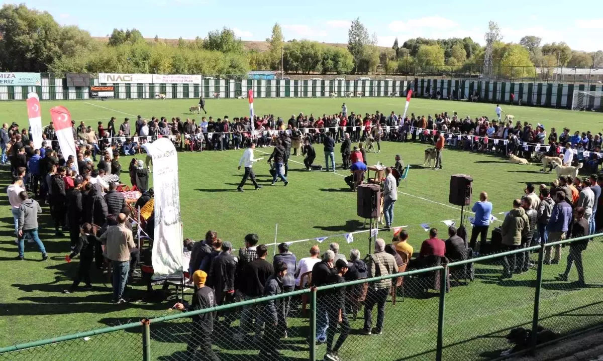 Türk çoban köpeği ırkları, podyuma çıktı