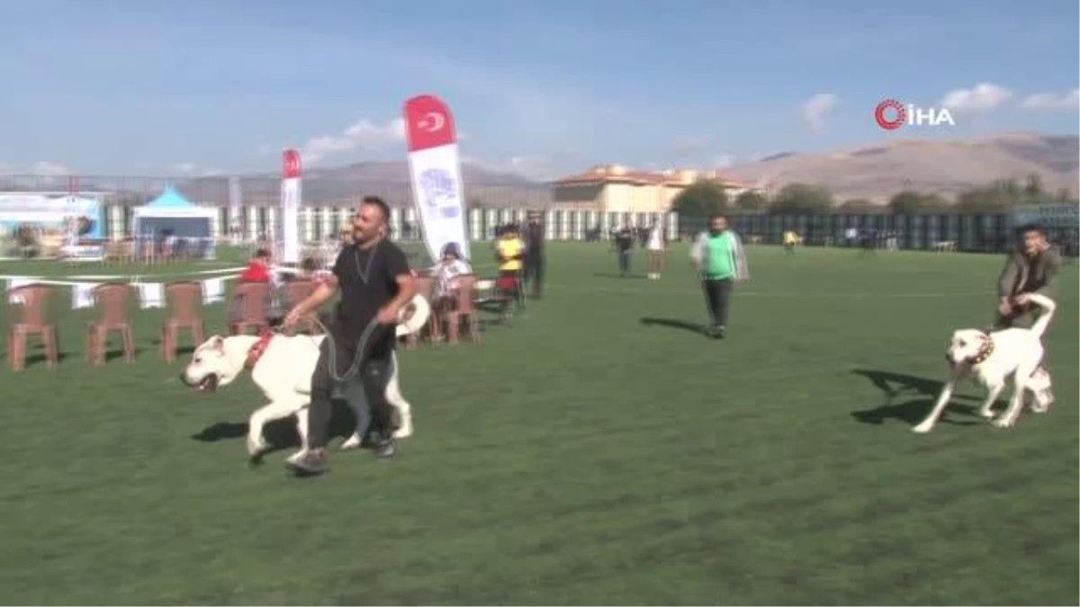 Türk çoban köpeği ırkları podyuma çıktı