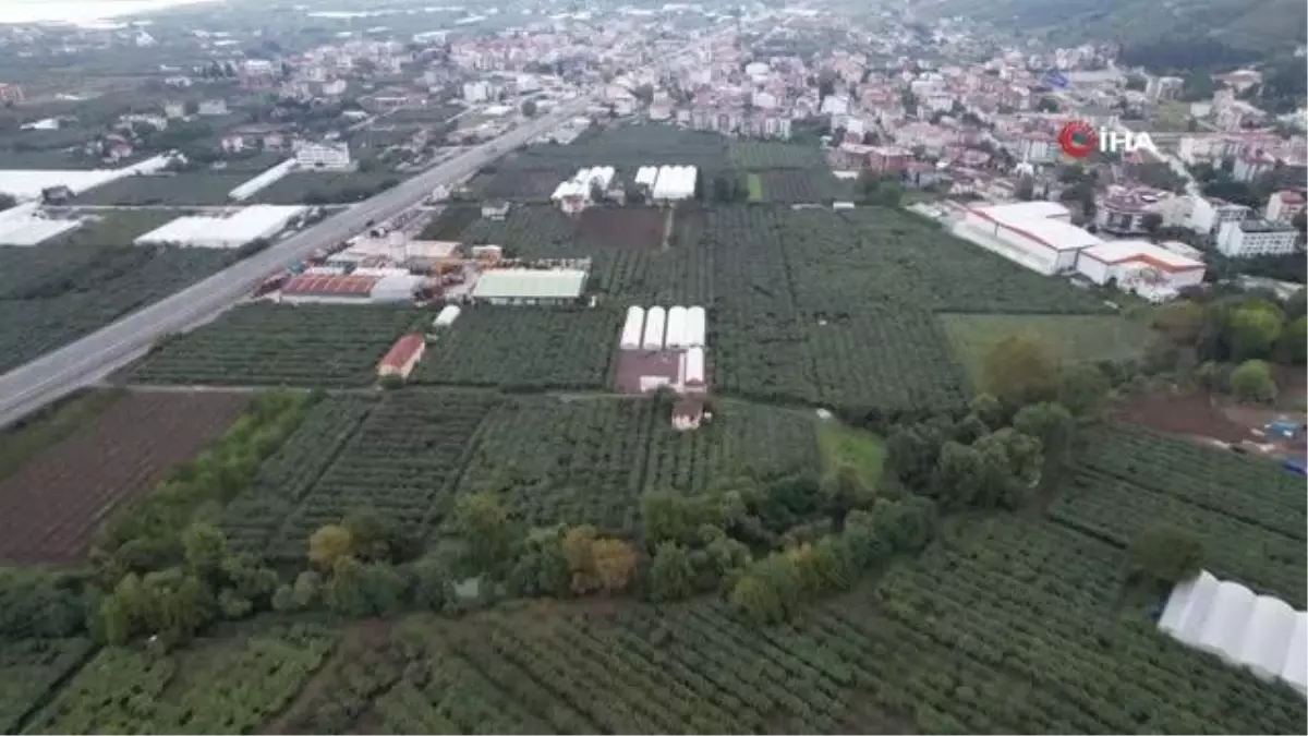 Yalova ekonomi haberleri: Yalova\'da kivi üreticisini rekolte sevindirdi, kalibre üzdü