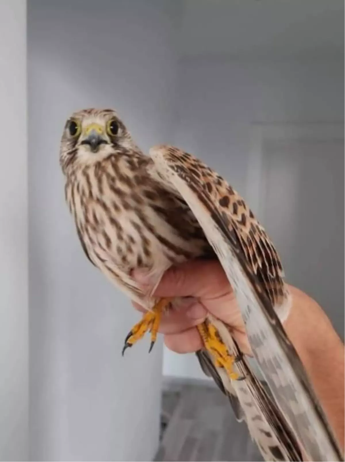 Aksaray haberi | Aksaray\'da kerkenez satan kişiye 23 bin lira ceza kesildi