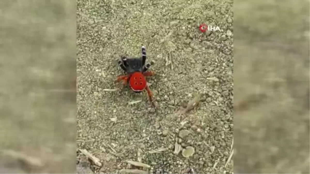 Elazığ gündem: Elazığ\'da halk arasında zehirli uğur böceği örümceği olarak bilinen \'Esus Cinnaberinus\' görüldü
