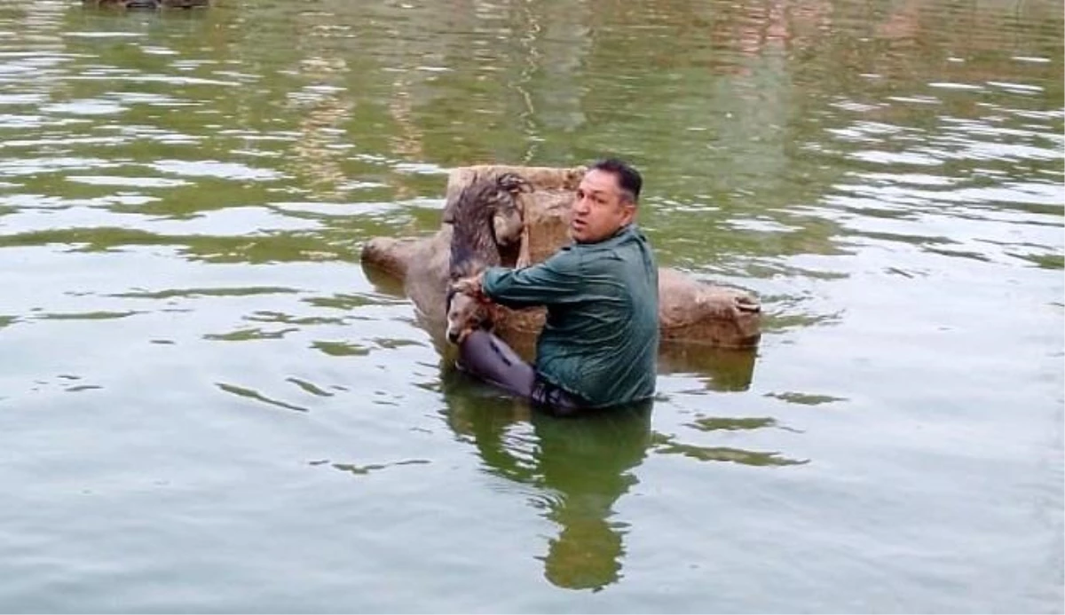 Aydın haberleri | Nazilli\'de havuza düşen köpeği belediye ekipleri kurtardı