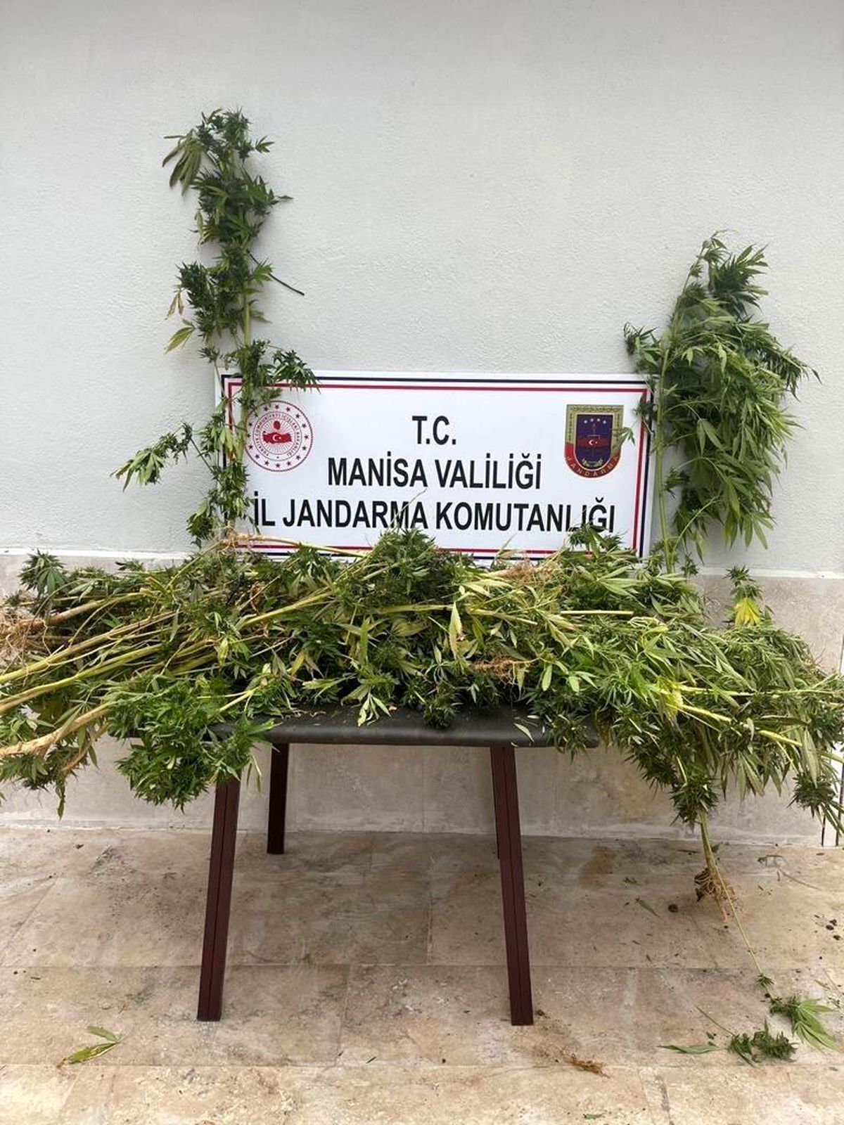Ormanlık alanda kenevir ele geçirildi