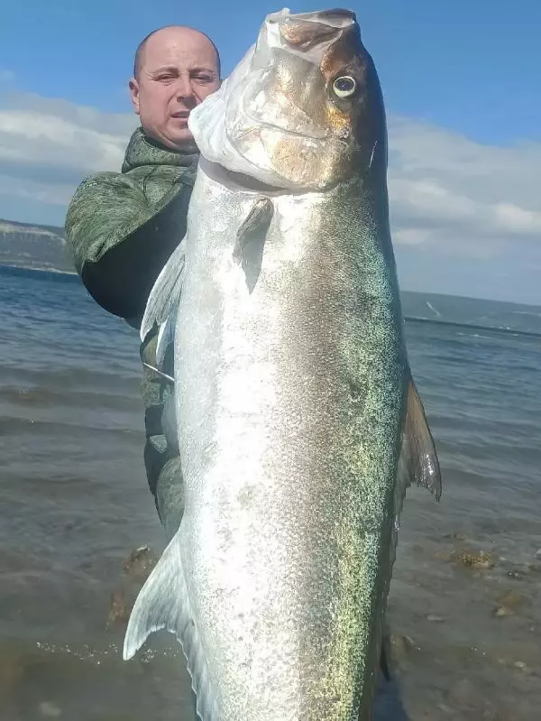 Zıpkınla 50 kiloluk akya balığı avladı