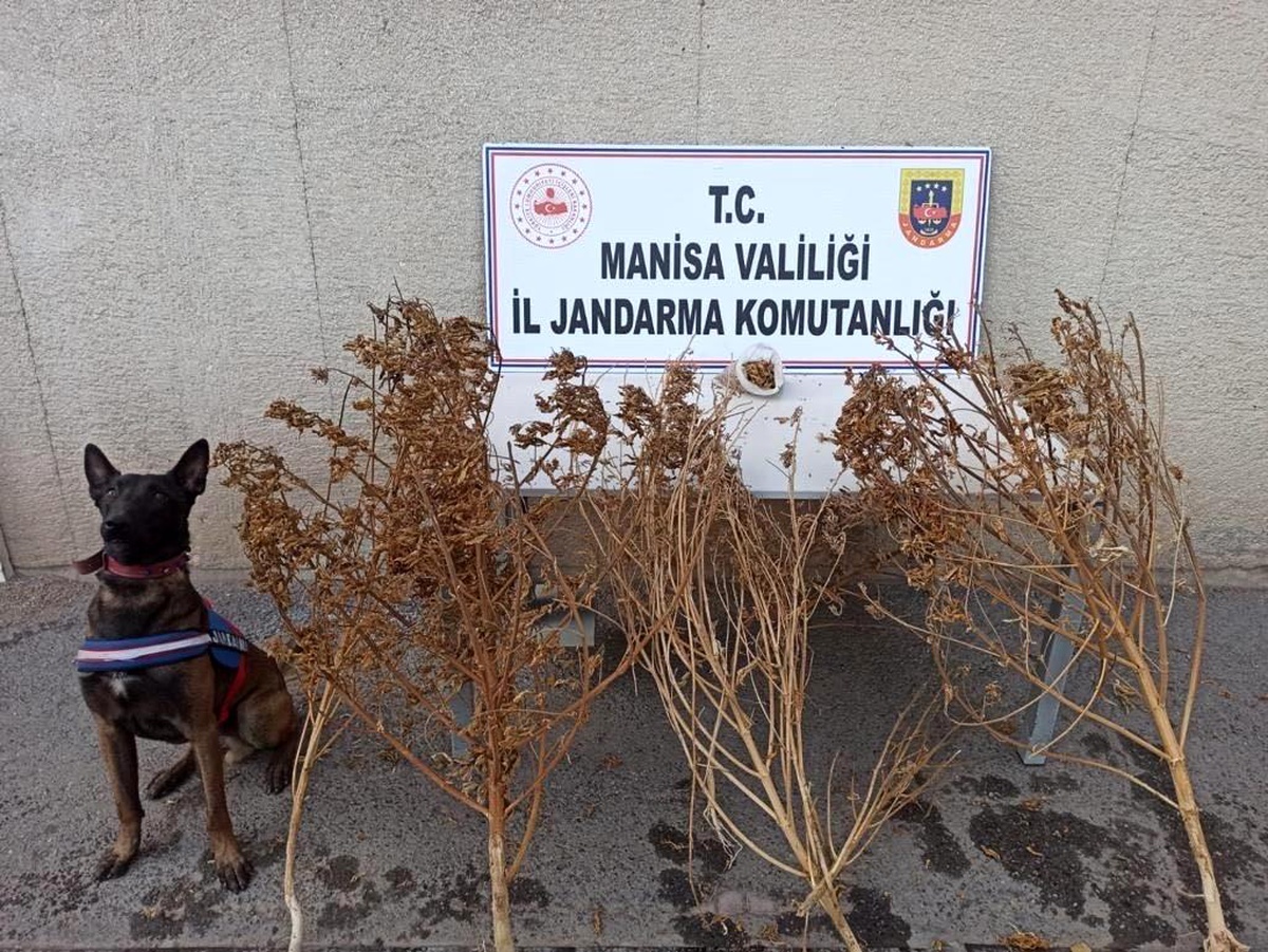 Manisa haberi | Akhisar\'da toprağa gömülü 1 kilo 650 gram esrar ele geçirildi