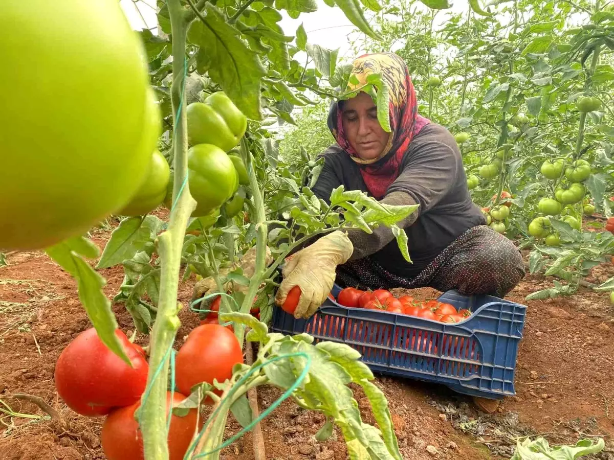 Antalya ekonomi haberi... Antalya\'da sezonun ilk domates hasadı yapıldı