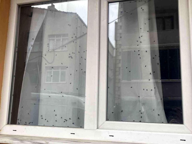 İstanbul'da ekipleri alarma geçiren 'sinekli ev'! İçine girilince ilginç gerçek ortaya çıktı İstanbul'da ekipleri alarma geçiren 'sinekli ev'! İçine girilince ilginç gerçek ortaya çıktı