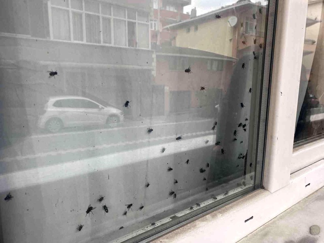 İstanbul'da ekipleri alarma geçiren 'sinekli ev'! İçine girilince ilginç gerçek ortaya çıktı İstanbul'da ekipleri alarma geçiren 'sinekli ev'! İçine girilince ilginç gerçek ortaya çıktı