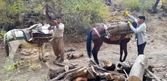 Derecik'te kışlık odun toplama telaşı