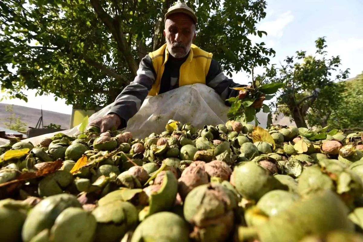 Bitlis haberleri: Dünyaca ünlü Adilcevaz cevizinin hasadı devam ediyor
