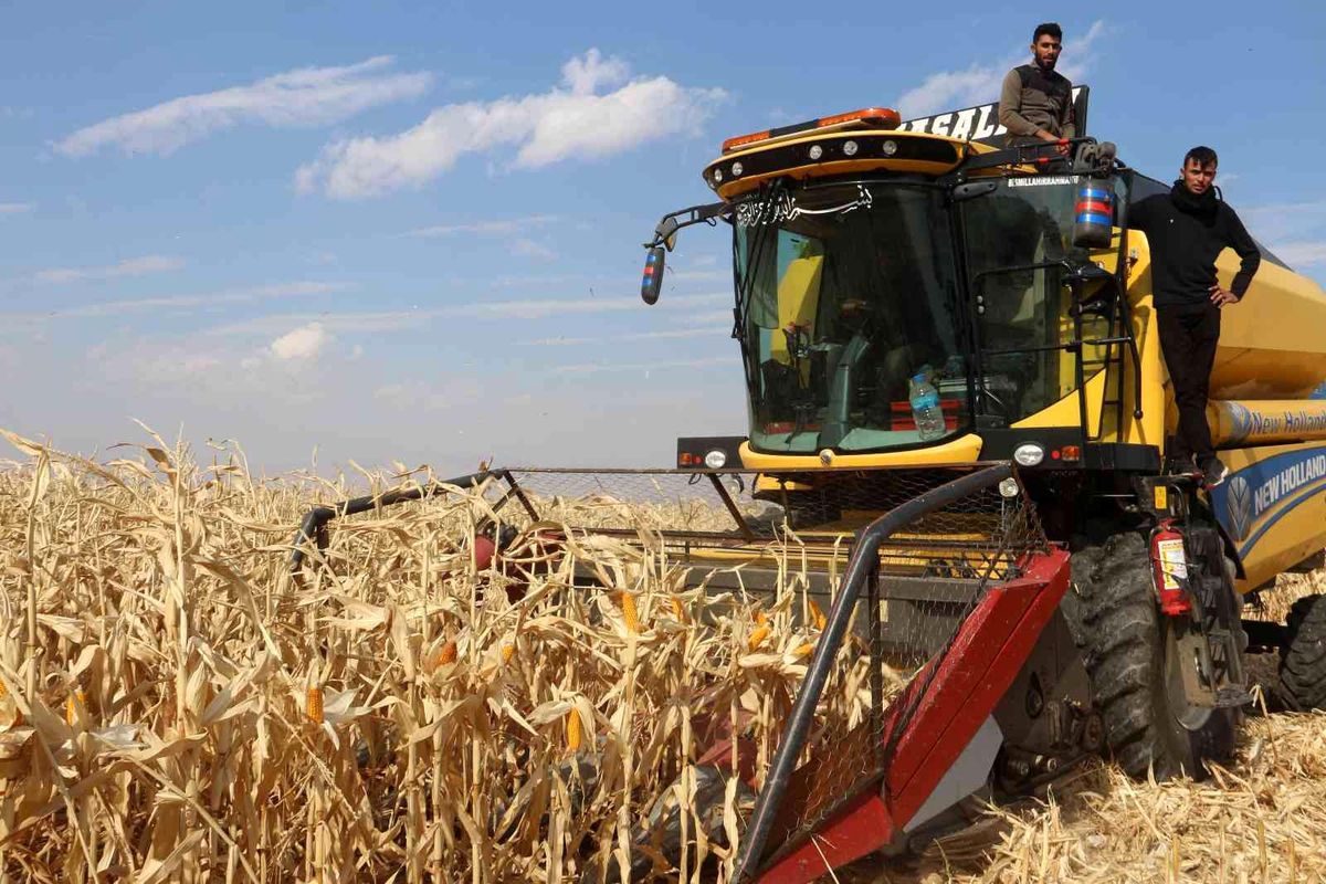 Erzurum haberi: Erzurum'da ilk defa danelik mısır hasadı yapıldı