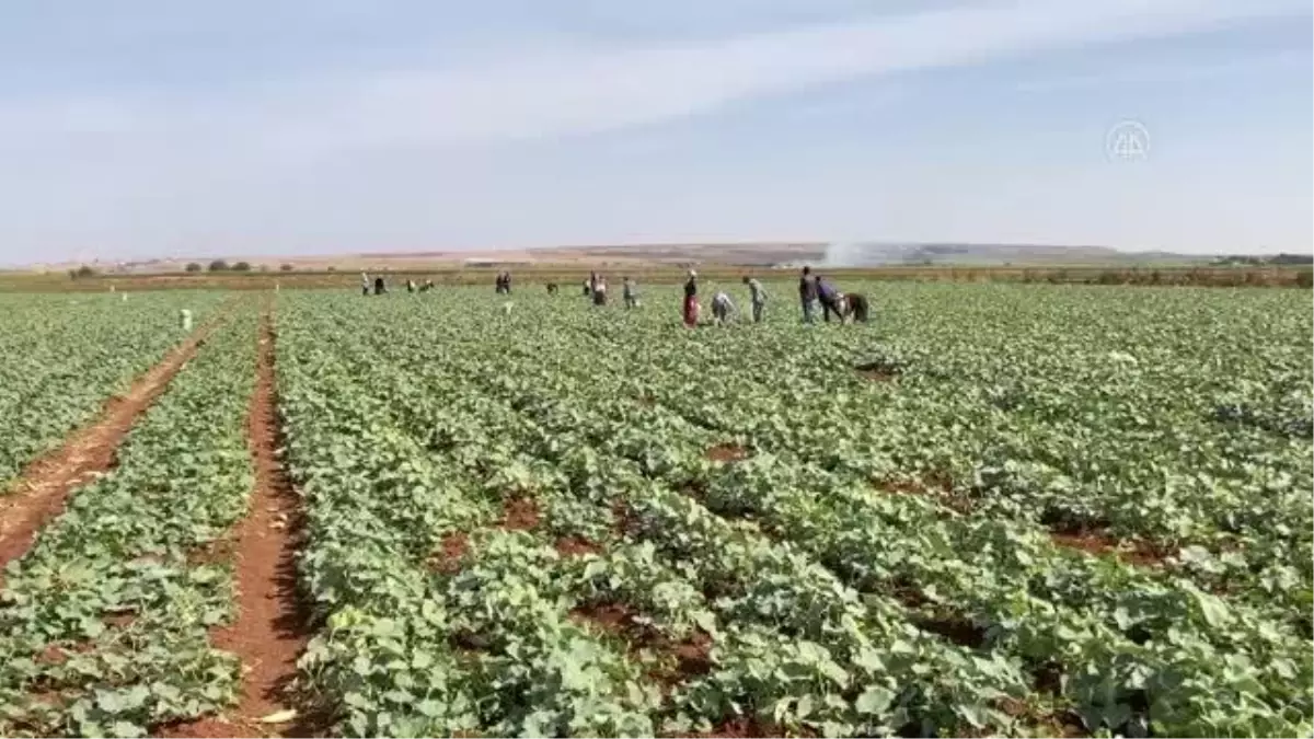 Gaziantep gündem haberleri | Gaziantep\'te turşuluk acur hasadı devam ediyor