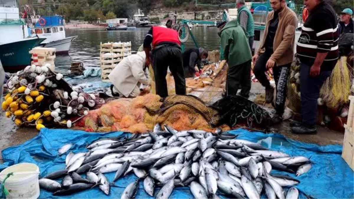 KIRKLARELİ - Kıyıköylü balıkçının ağlarına 3 bin 500 adet palamut takıldı