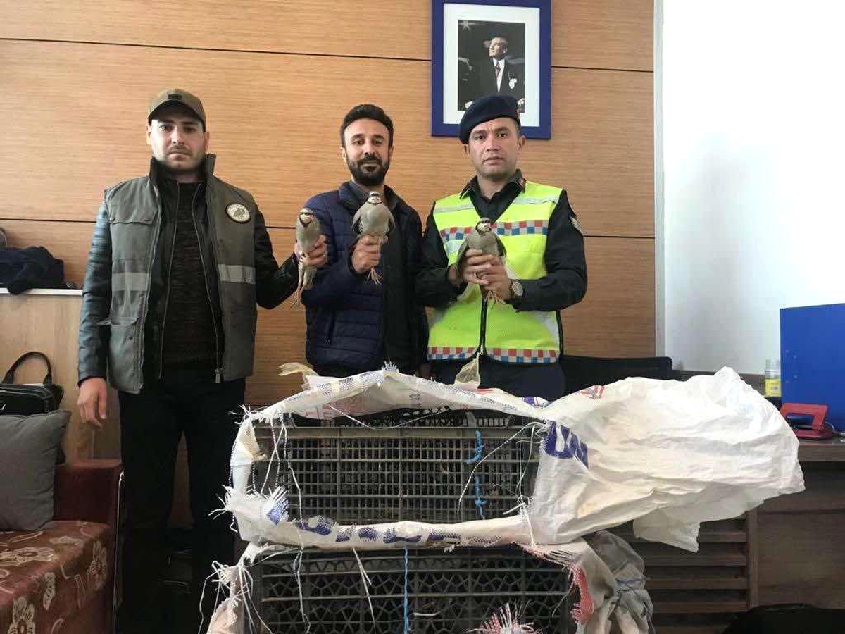 Künyeleri ve nakil izinleri olmayan kınalı kekliklere el konuldu
