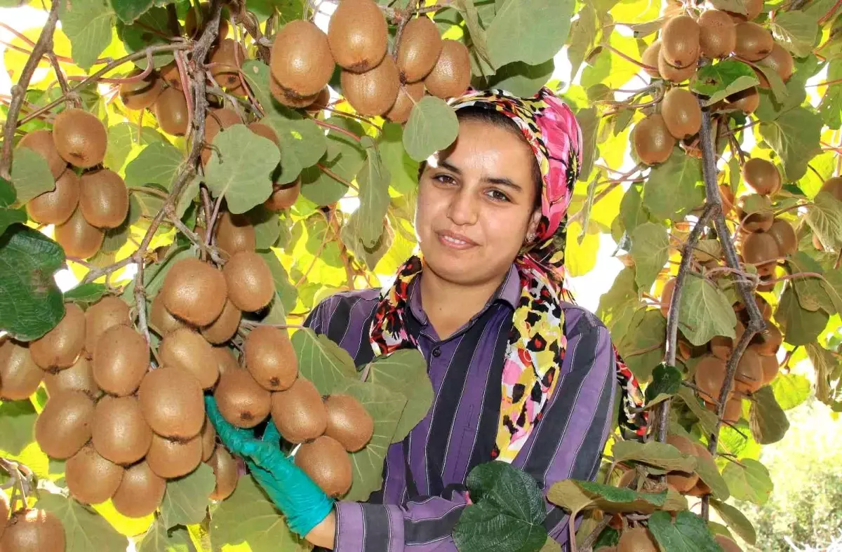 Birçok ülkeye ihraç ediliyor: Kivinin bahçede kilosu 10 TL