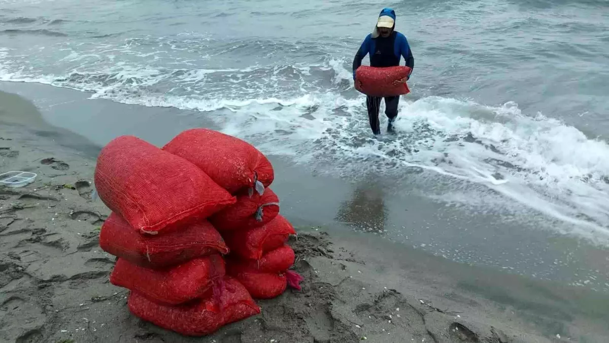 Bursa haberi... Bursa\'da 2 ton kaçak midye ele geçirildi