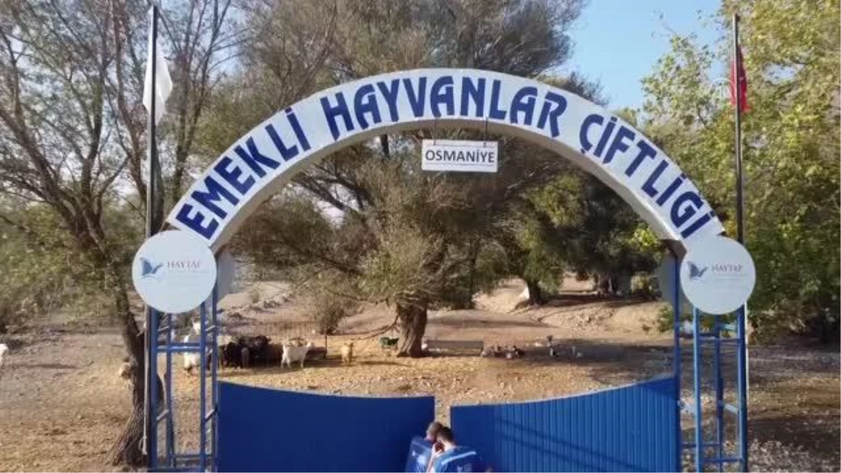 Son dakika haber! Emekli Hayvanlar Çiftliği orman yangınlarından kurtarılan canlılara yuva oldu