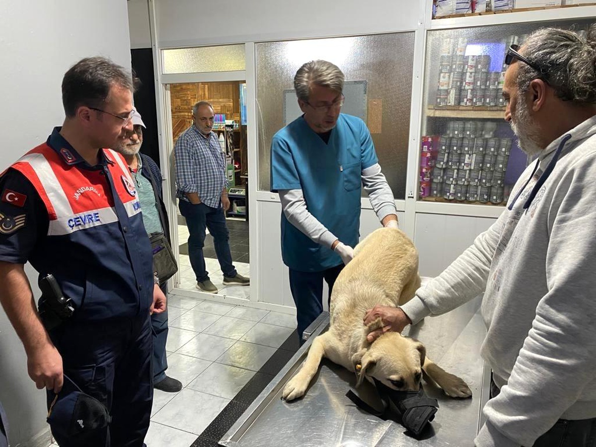 Son dakika haberleri! Jandarma ekiplerinin yaralı halde bulduğu köpek tedavi edildi