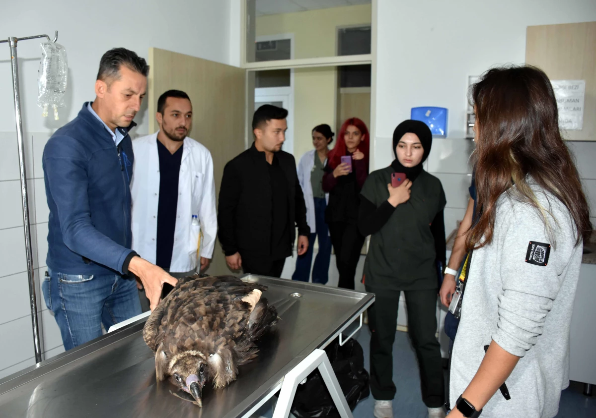Kırıkkale gündem haberi | Kırıkkale\'de kanadı kesilen akbaba rehabilitasyon merkezine gönderilecek