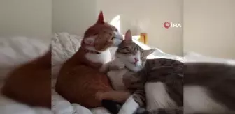 Minik kedi 7'nci kattan böyle düştü