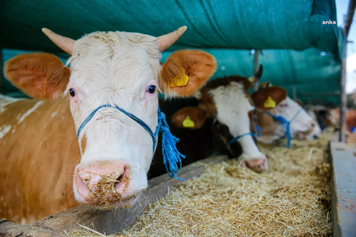 Tarım Bakanlığı Buzağı ve Büyükbaş Hayvan Sayısındaki Hedefini Düşürdü