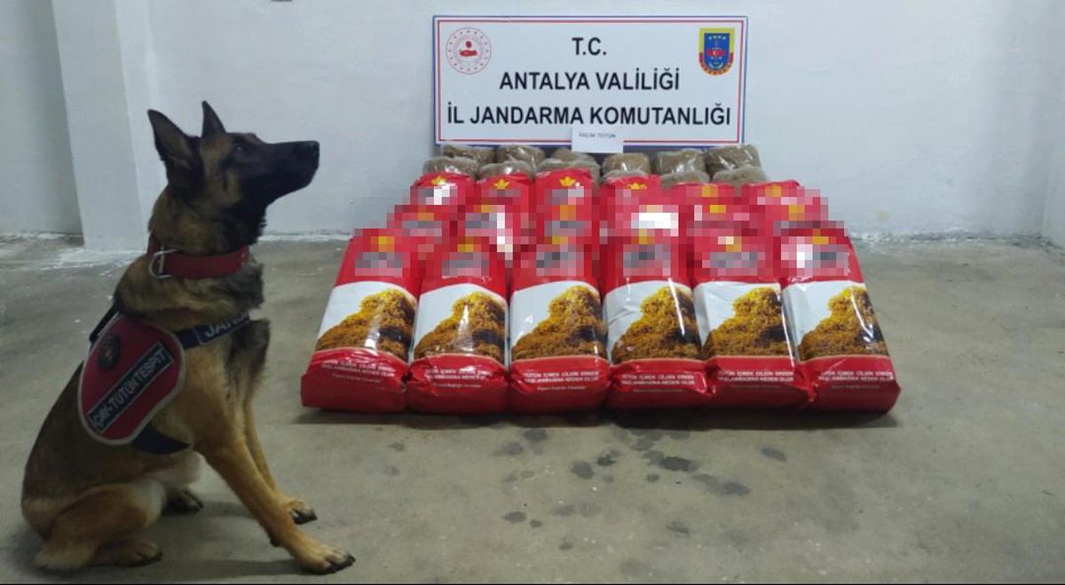 Antalya haberi: Alanya\'da,yolcu otobüsünde 150 kilogram kaçak tütün ele geçirildi