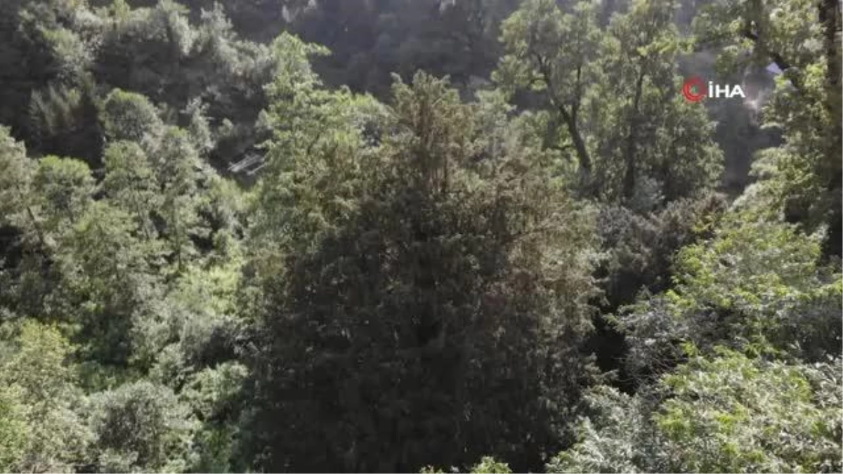 Eskişehir gündem haberi... Bin 400 yaşındaki Porsuk ağacının tescillenmesi için çalışma başlatıldı