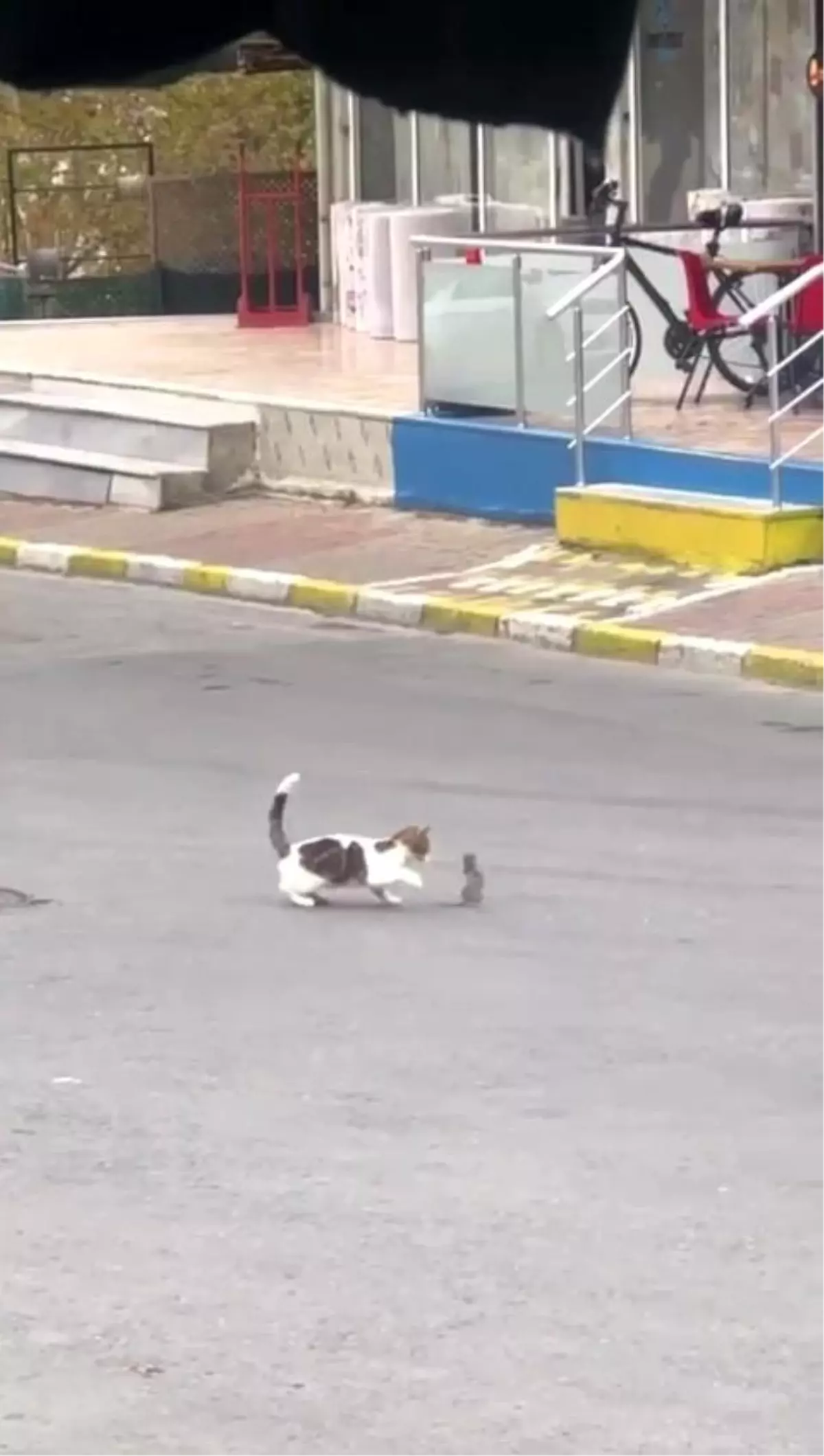 Kartal\'da trafikte kedi ile farenin kavgası sürücülere zor anlar yaşattı