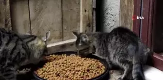 'Kedilerin babası'...Kendi imkanlarıyla tam 80 kedi besliyor