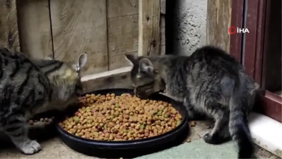 'Kedilerin babası'...Kendi imkanlarıyla tam 80 kedi besliyor