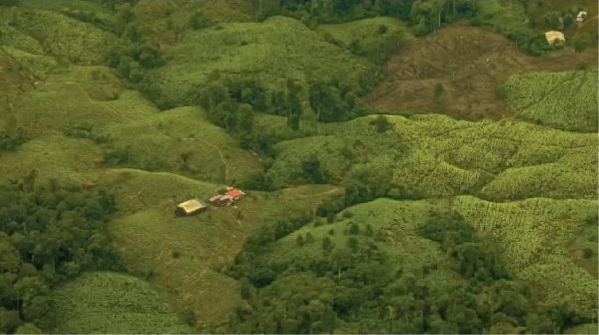 Kolombiya\'da koka bitkisinin ekimi rekor seviyeye ulaştı: 1 yılda yüzde 43 artış