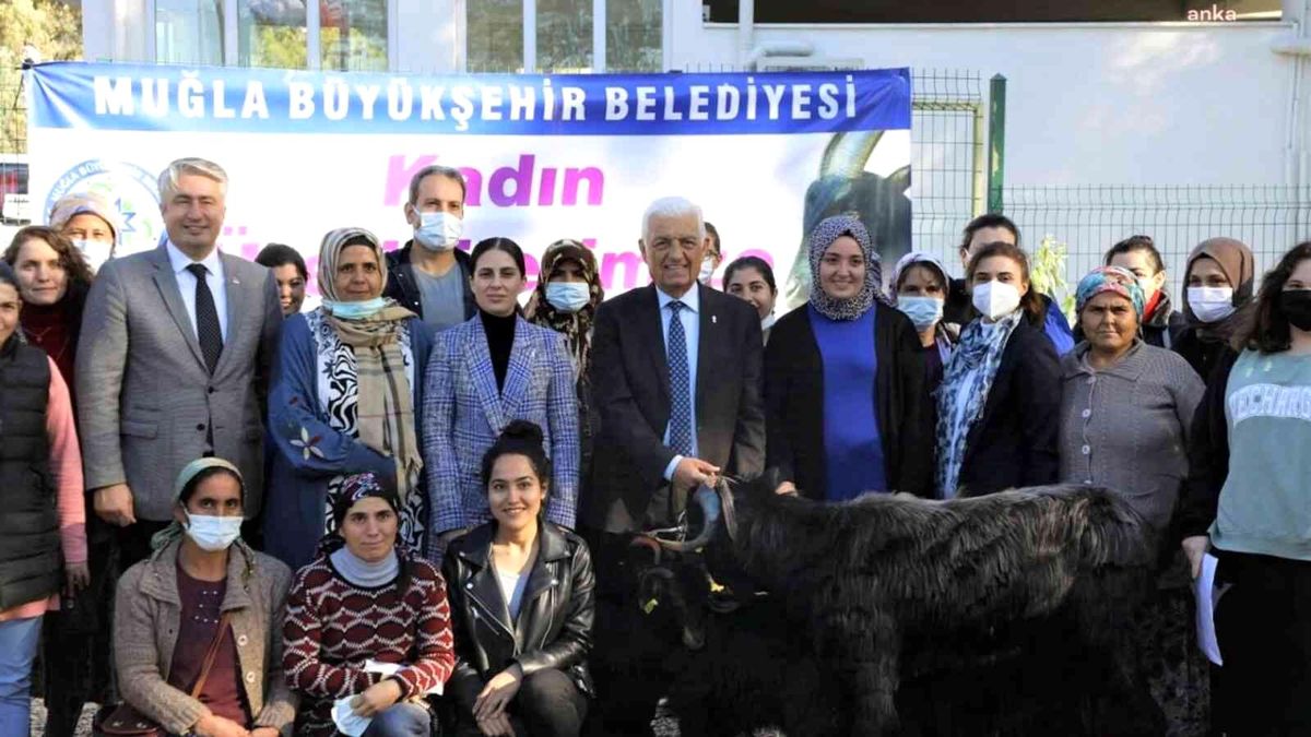 Muğla haberi | Muğla Büyükşehir Belediyesi Yatağan\'da Kıl Keçisi dağıtıyor