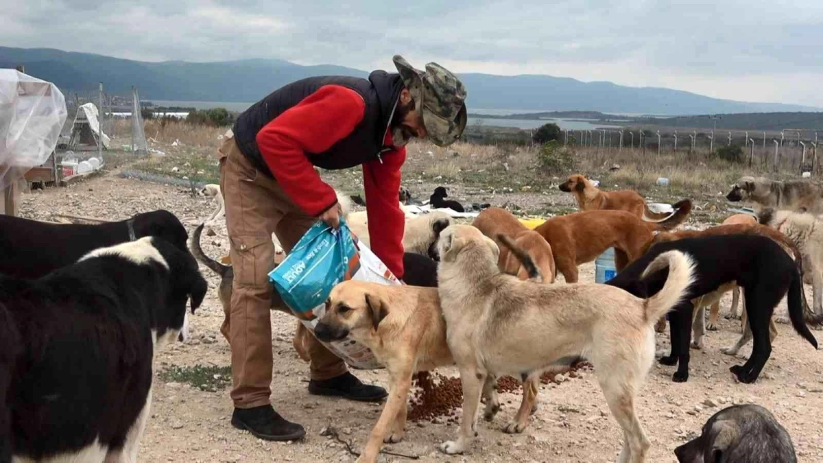 Bursa haberleri... Bursa\'da 16 gönüllü, kurdukları barınakta 300 sokak hayvanına bakıyor