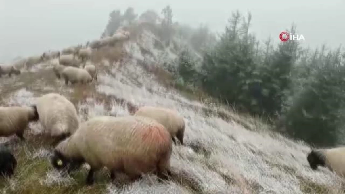 Çobanların kar altında zorlu mesaisi