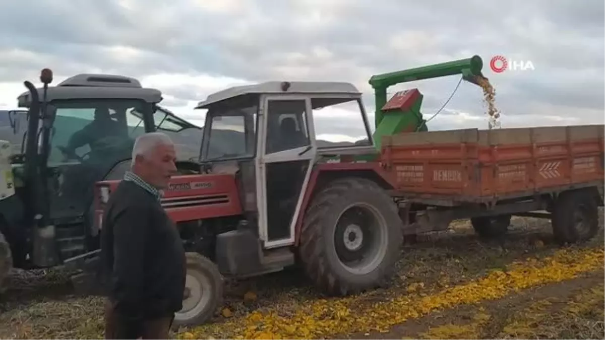 Kabaktan silaj yaptı, süt verimini artırdı
