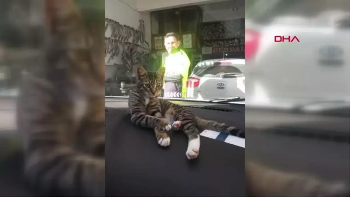 Kedi, peşindeki köpeklerden polis aracına girerek kurtuldu