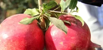 Hasadı yapılan nar yurt dışına ihraç ediliyor