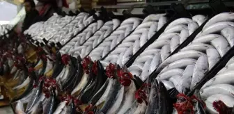 Palamut fiyatları dibe vurdu: 700 gram palamut 25 TL