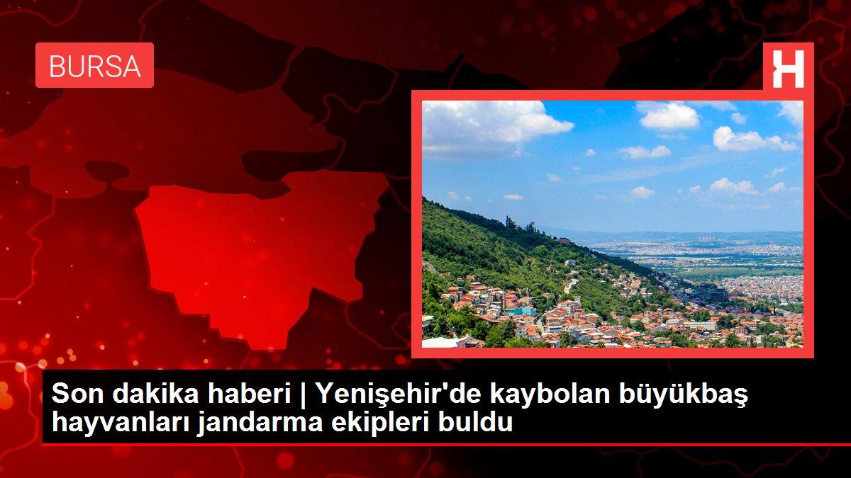 Son dakika haberi | Yenişehir'de kaybolan büyükbaş hayvanları jandarma ekipleri buldu