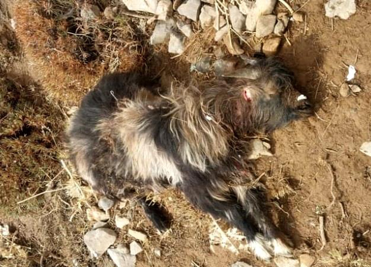 Bitlis 3. sayfa haberi: Tatvan\'da sürüye kurt saldırdı, 55 koyun telef oldu