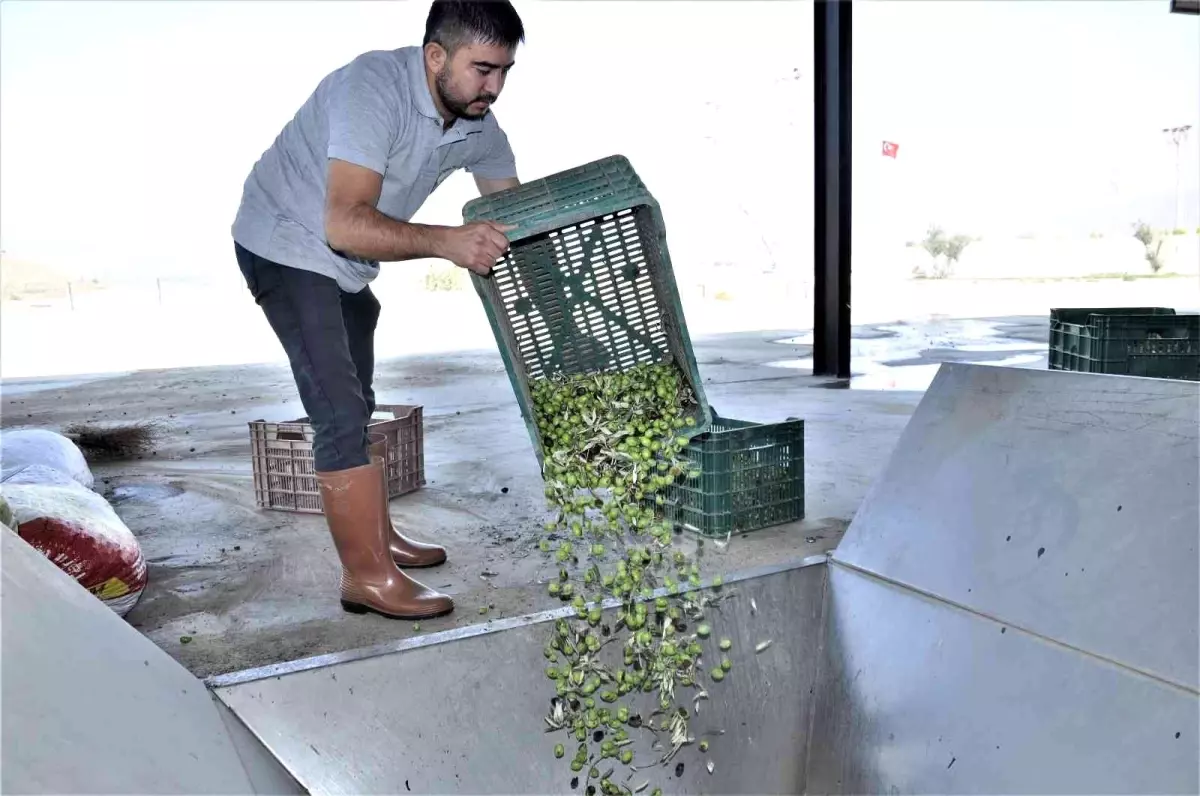 Aydın haberleri! Aydın\'da zeytinyağı sıkım sezonu başladı