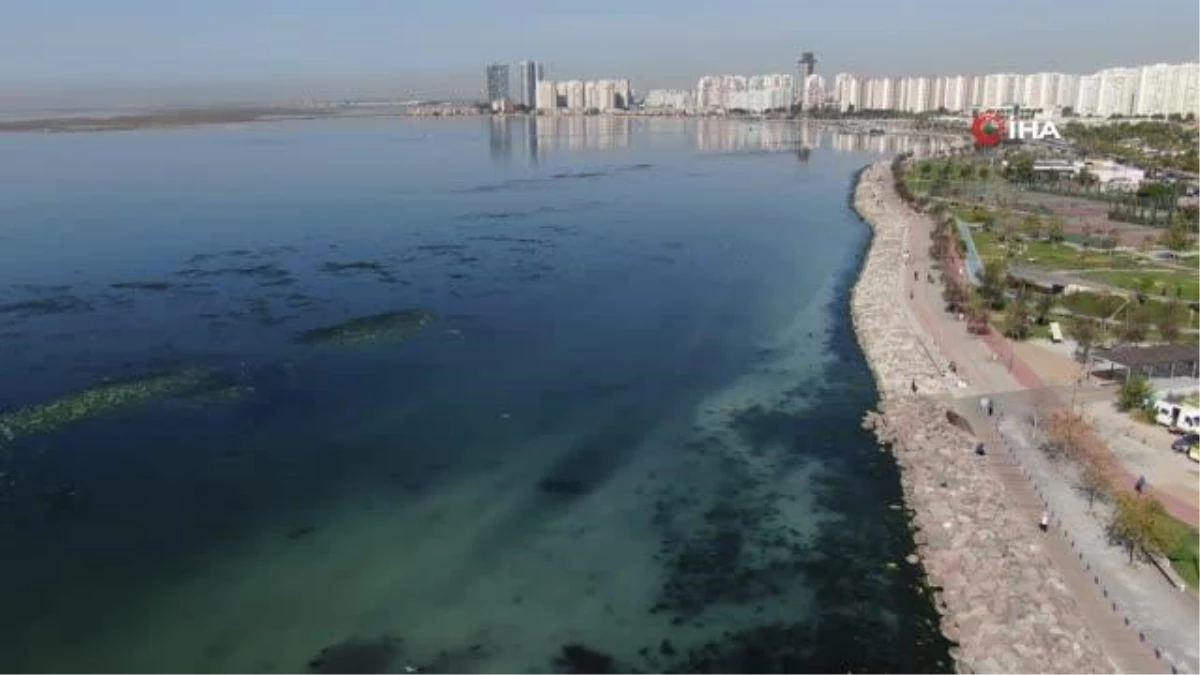 İzmir gündem haberi | Deniz marulu yeniden İzmir Körfezi\'nde