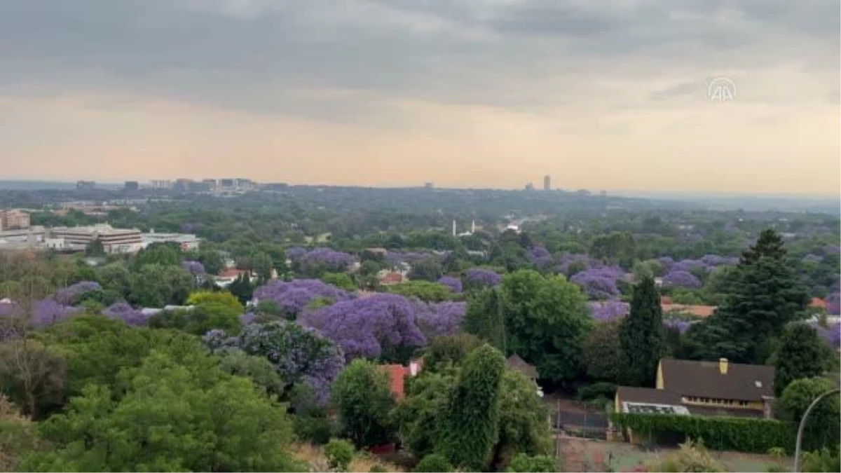 Johannesburg sokakları, jakaranda ağaçlarında baharın gelişiyle açan mor çiçeklerle kaplandı