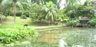 Kuala Lumpur'un kalbindeki yaşam parkı: Perdana Botanik Bahçeleri