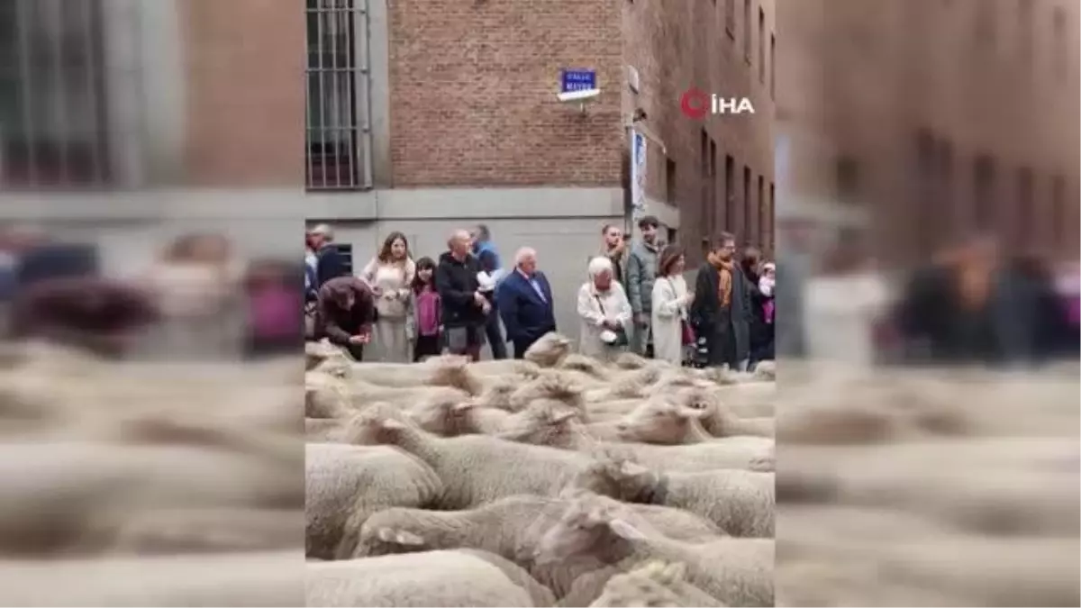 Yüzlerce koyun ve keçi Madrid sokaklarında turladı