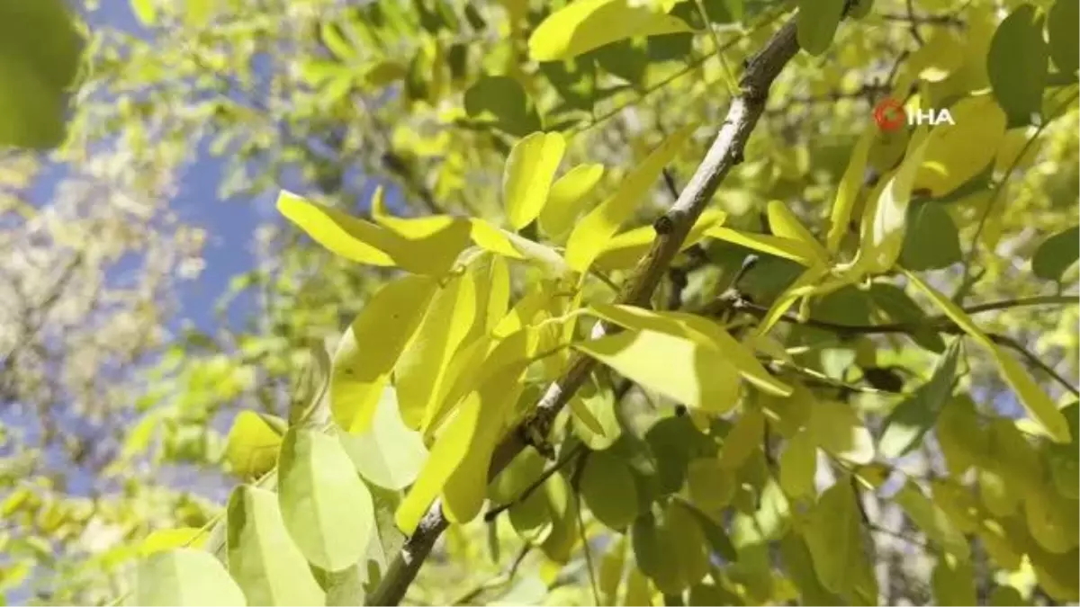 Ağrı haberi: Ağrı\'da sonbahar manzarası görsel şölen sundu