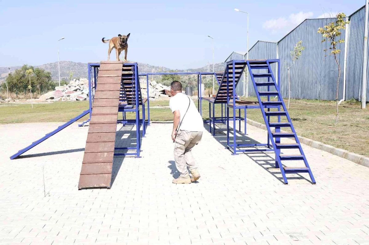 Aydın haberleri! Aydın Büyükşehir Belediyesi\'nin Arama-Kurtarma Köpeği \'Zeyna\' Başarıyla Mezun Oldu